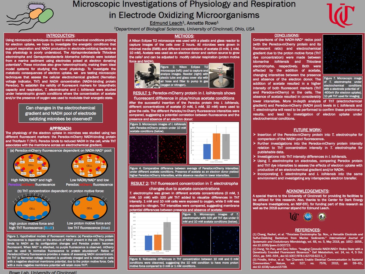 Microscopic investigations of physiology and respiration in electrode oxidizing microorganisms