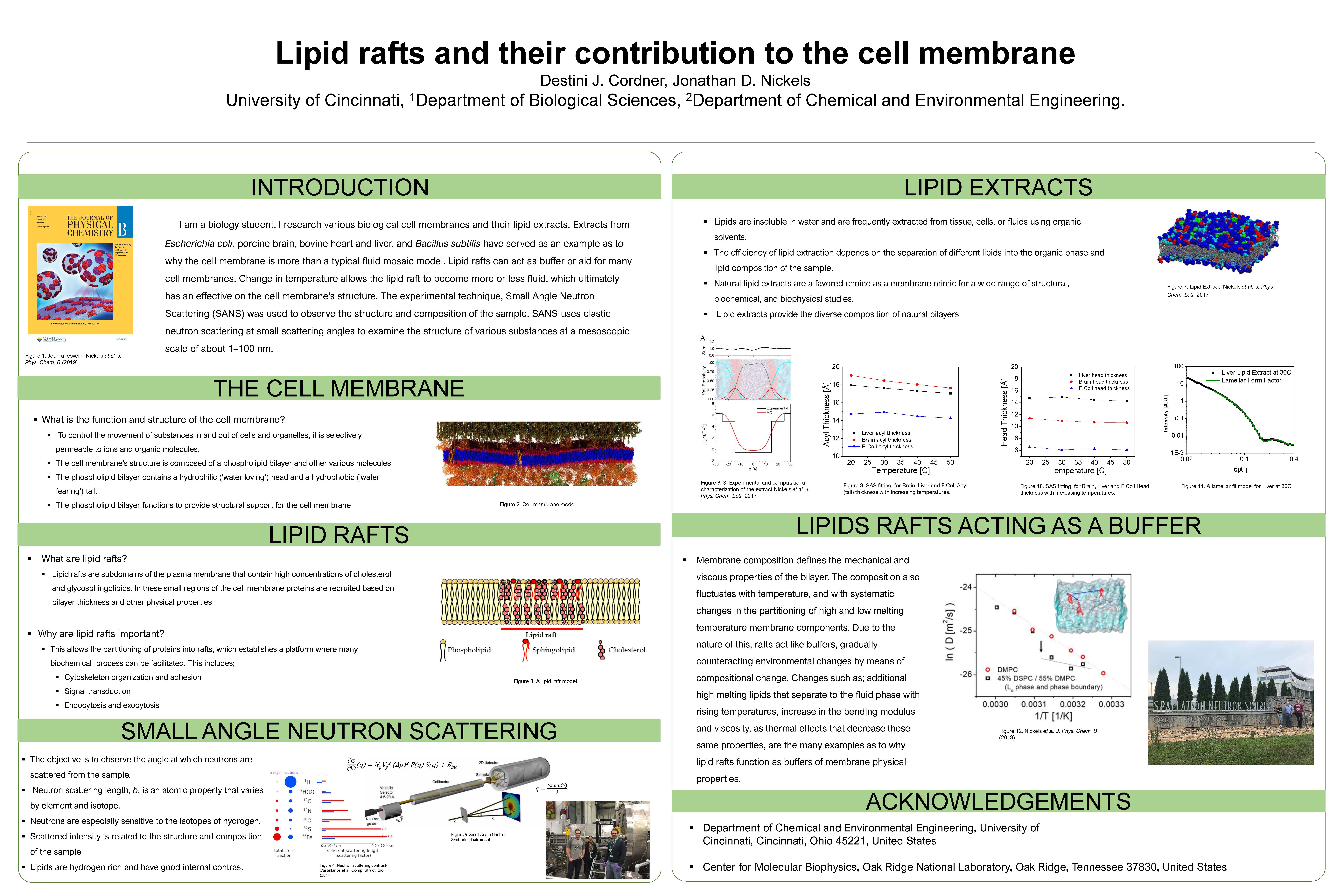 Lipid rafts and their contribution to the cell membrane.