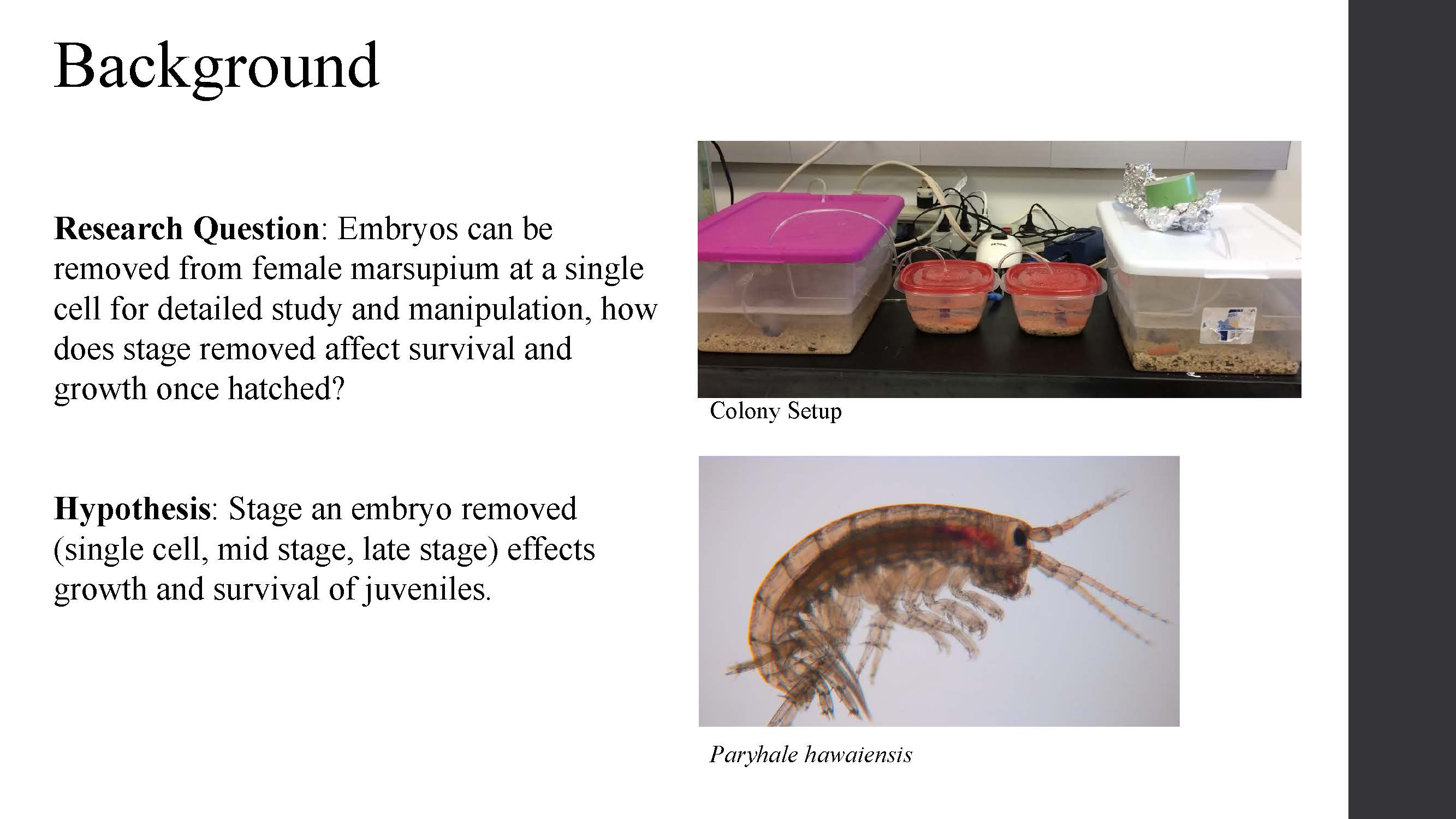 A Developmental Study of the marine crustacean "Paryhale Hawaiensis"